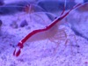 AQC6 : Cleaner Shrimp - Photo © The Donlan Collection