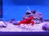 AQC7 : Fire Shrimp - Photo © The Donlan Collection