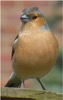 BC2 : Chaffinch - Photo © The Donlans