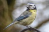 BC4 : Blue tit : Photo © The Donlan Collection