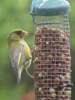 BC7 : Greenfinch - Photo © The Donlan Collection