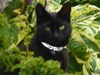 CC1 : Black Cat in Hostas - Photo © The Donlan Collection