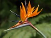 FC10 : Bird of Paradise - Photo © The Donlan Collection