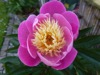 FC20 : Peonia 'Bowl of Beauty' - Photo © The Donlan Collection