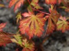 FC24 : Acer japonica 'Acontifolium' - Photo © The Donlan Collection