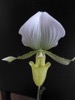 FC32 : Orchid - Photo © The Donlan Collection