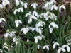 FC36 : Snowdrops - Photo © The Donlan Collection