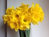 FC37 : Daffodils - Photo © The Donlan Collection