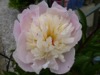 FC40 : Peonia 'Shirley Temple' - Photo © The Donlan Collection