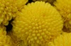 FC47 : Chrysanthemum - Photo © The Donlan Collection