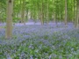GDNS16 : Bluebells at Coton Manor, Northamptonshire - Photo © Arlene Garnier