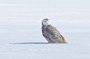 MB10 : Snowy Owl, Canada March 2014 - Photo © Mike Bailey