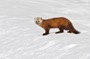 MB13 : American Marten, Canada March 2014 - Photo © Mike Bailey