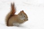 MB14 : American Red Squirrel, Canada March 2014 - Photo © Mike Bailey