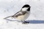 MB15 : Black-capped Chickadee, Canada March 2014 - Photo © Mike Bailey