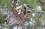 MB20 : Northern Saw-whet Owl, Canada March 2014 - Photo © Mike Bailey