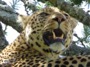MB23 : Leopard, Southern Serengeti, Tanzania - Photo © Dean Cowell