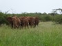MB27 : African Bush Elephants, Tarangire National Park, Tanzania - Photo © Dean Cowell
