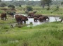 MB28 : African Bush Elephants, Tarangire National Park, Tanzania - Photo © Dean Cowell