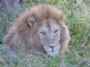 MB30 : Lion, Southern Serengeti, Tanzania - Photo © Dean Cowell