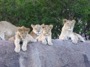 MB31 : Lion Cubs, Southern Serengeti, Tanzania - Photo © Dean Cowell