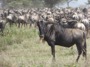 MB35 : Wildebeest migration, Southern Serengeti, Tanzania - Photo © Dean Cowell