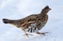 MB8 : Ruffed Grouse, Canada March 2014 - Photo © Mike Bailey