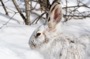 MB9 : Snowshoe Hare, Canada 2014 - Photo © Mike Bailey
