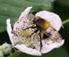 WC1 : Bee on flower - Photo © The Donlan Collection