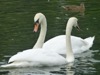 WC23 : Swans on Cromford Canal, Derbyshire - Photo © The Donlan Collection