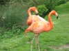 WC24 : Red Flamingoes at Coton Manor Gardens, Northants - Photo © Arlene Garnier