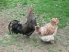 WC25 : Hens at Coton Manor Gardens, Northants - Photo © Arlene Garnier