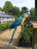 WC26 : Parrot at Coton Manor Gardens, Northants - Photo © Arlene Garnier