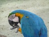 WC3 : Parrot, St Maarten, The Caribbean - Photo © The Donlan Collection