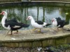 WC30 : Black & White Ducks at Ryders Farm - Photo © The Donlan Collection