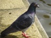 WC35 : Pigeon, Huddersfield Narrow Canal, Stalybridge - Photo © The Donlan Collection