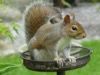 WC36 : Baby Squirrel - Photo © The Donlan Collection