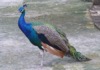 WC4 - Peacock, St Maarten, The Caribbean - Photo © The Donlan Collection